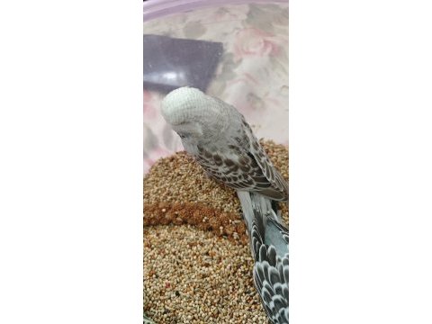 Show jumbo muhabbet kuşu yavrular ele kola alıştırmalık