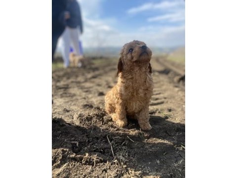 Toy poodle dişi erkek