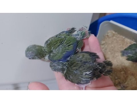 Rezerve açık yavrular forpus papağanı