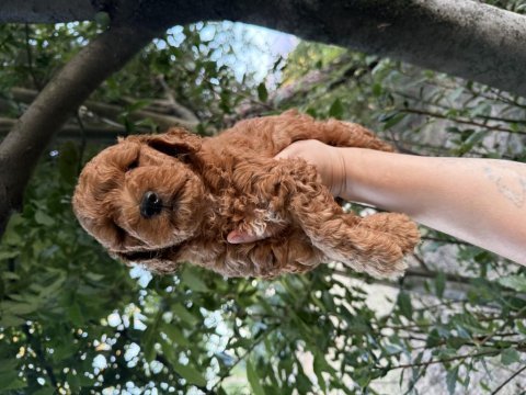Redbrown maltipoo 