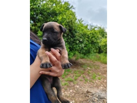 Arama kurtarma köpeği yavrularımız