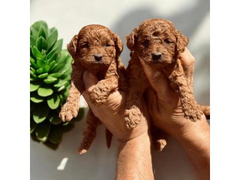 Sevimli toy poodle yavrularımız