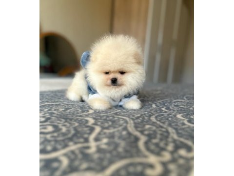 Bal gibi 2 ayıcık pomeranian