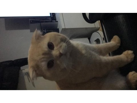 Çok cana yakın sevgi delisi scottish fold