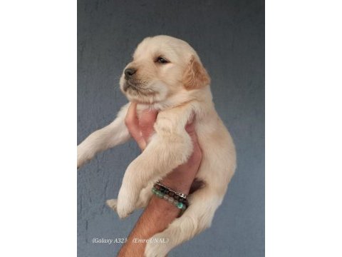 Baby face golden retriever yavrular