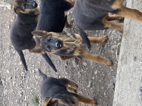 3 aylık orjinal alman çoban köpekler