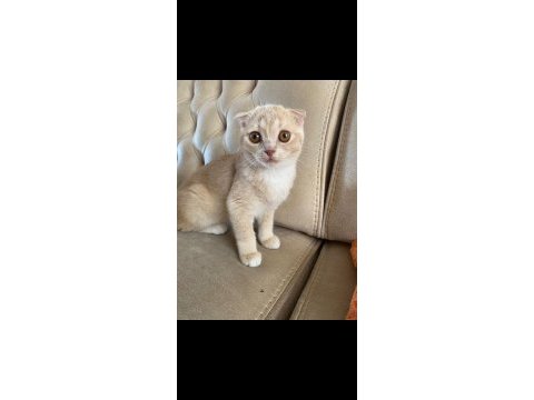Scottish fold yavrularımız sahiplendirilmeye hazır