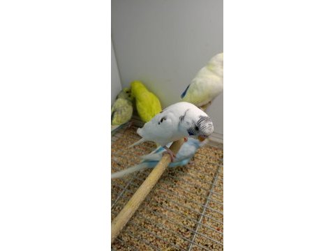 Rengarenk yavru muhabbet kuşları
