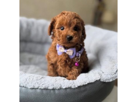 Toy poodle sevimli yavrular