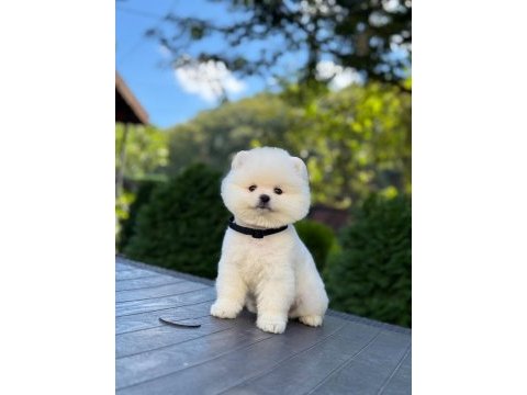 Pomeranian erkek bebek kys