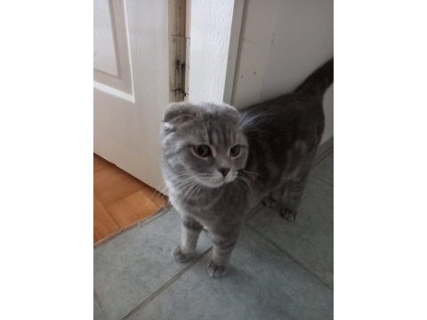 Gaziemir uysal scottish fold