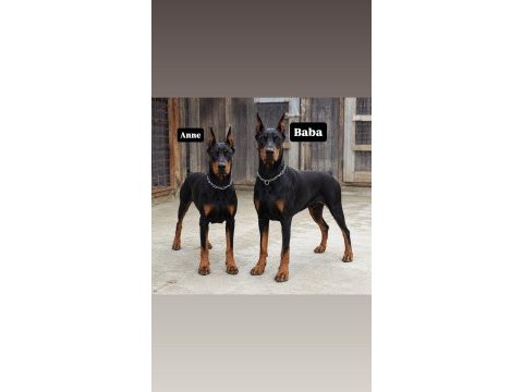 Şampiyonun aşılı doberman yavruları