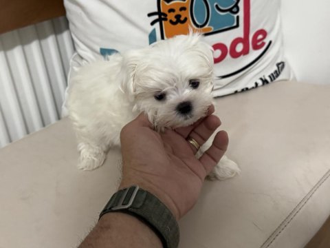 Ultra kalite tea cup kore kan maltese yavrumuz