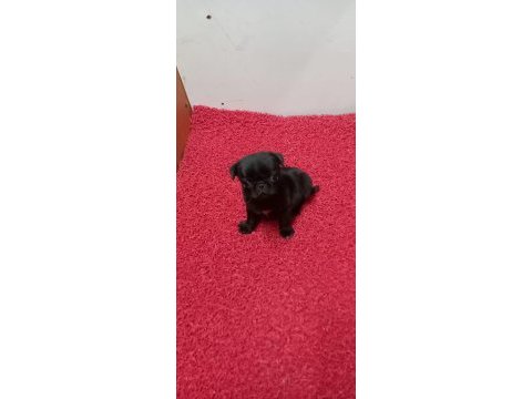 Safkan pug yavruları