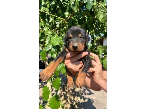 Safkan doberman yavruları