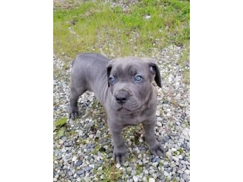 Ev ve bahçeniz için cane corso kapıda ödeme mevcuttur