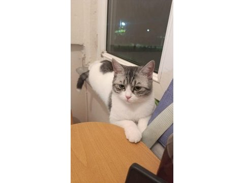 Kedimize yuva arıyoruz kırma tekirdir