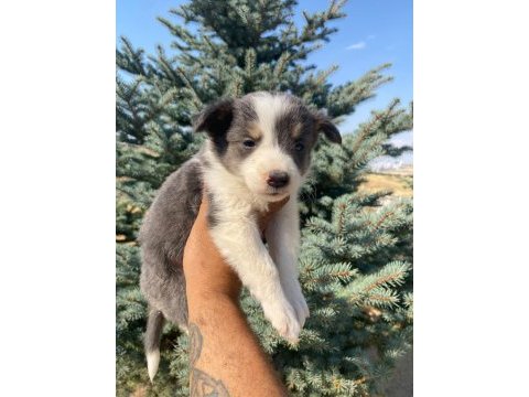 Petmode köpek çiftliğinden borde collie yavrular