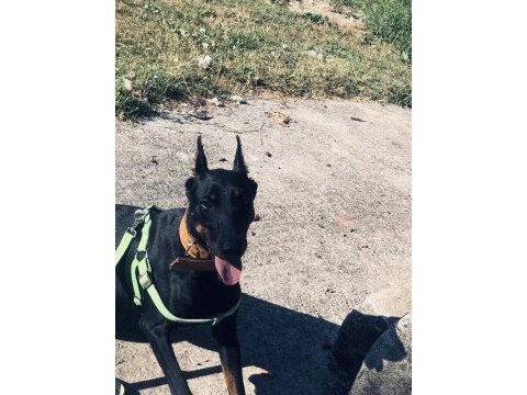 Full estetikli eğitimli doberman