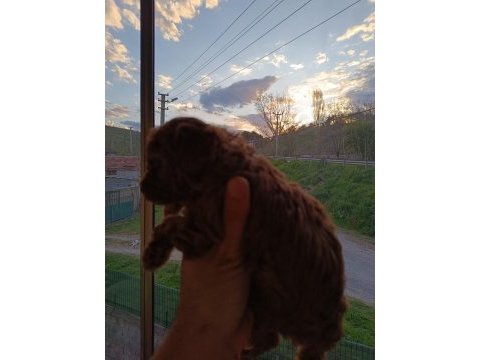 Aaa kalite teacup red brown poodle