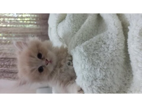 Chinchilla bebeklerimiz evlerini arıyor