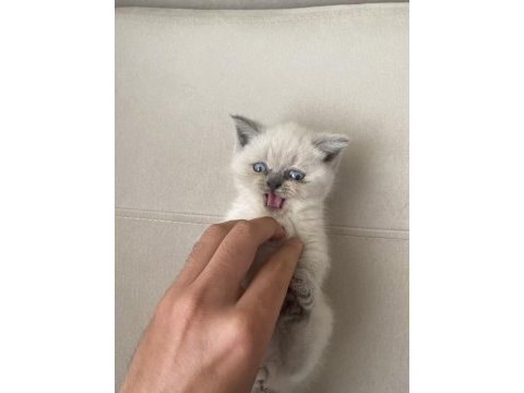 48 günlük british blue point