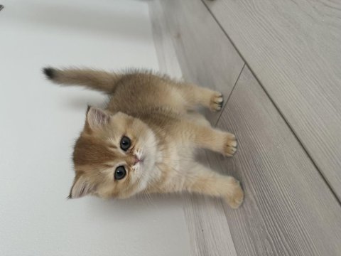65 günlük british shorthair golden yavrusu