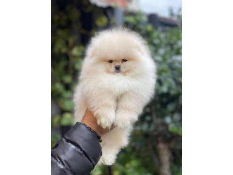 Mersin pomeranian boo köpekler
