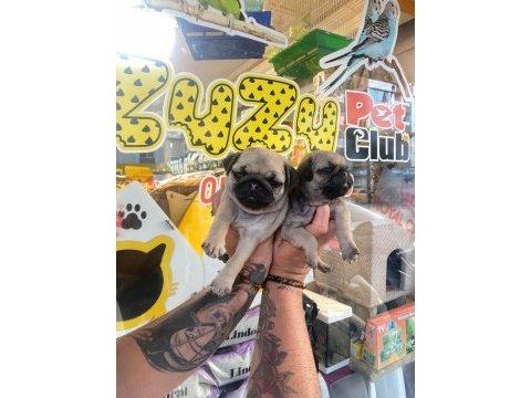 Pug yavrularımız