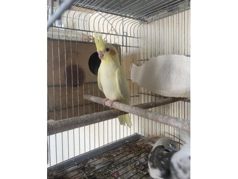 Üretimden yeme düşmüş albino sultan papağanı yavrular