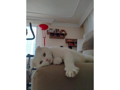Acil yuva arıyoruz scottish fold