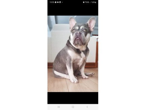 French bulldog yetişkin