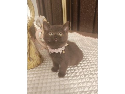Çikolata british shorthair