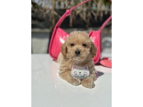 Mini maltipoo yavrularımız
