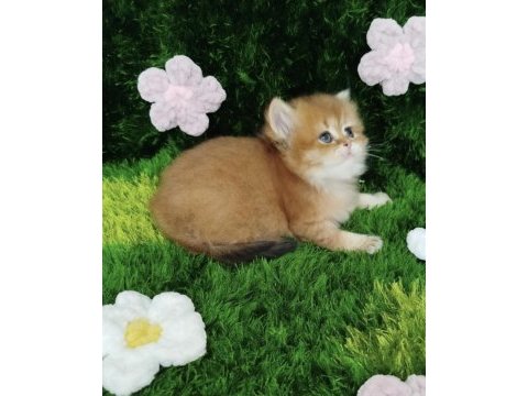 British shorthair golden