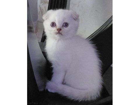 Şampiyon atalardan scottish fold yavrular