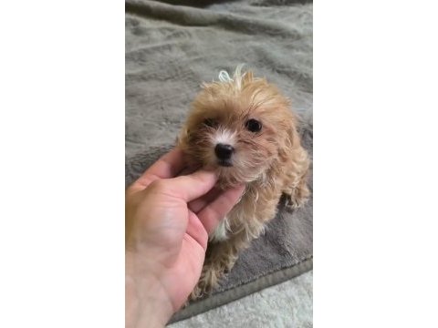 Avuç içi kadar maltipoo mutluluk