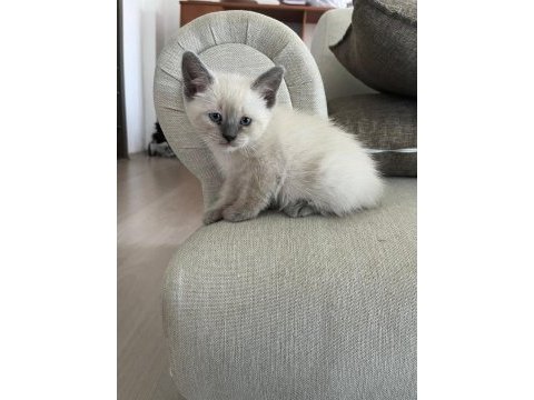 Orijinal siyam kedileri anne ve oğul sahiplendirilecektir