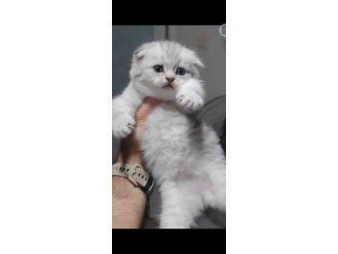 Scottish fold kedimiz