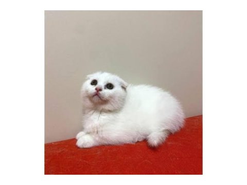 1.5 aylık scottish fold yavrular