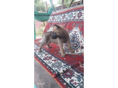 Belçika kurdu malinois yavru
