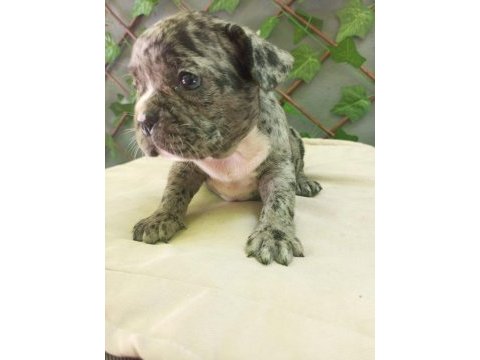 Fransız bulldog köpeğimiz