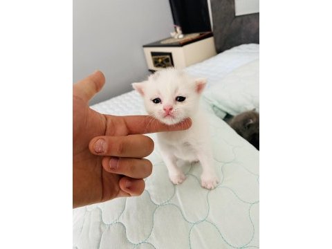 Rezerveye açık 1 aylık british shorthair
