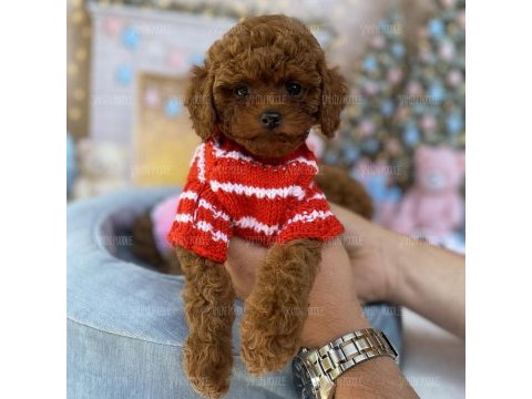 Tatlı ve sağlıklı toy poodle yavrular