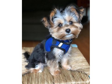 Teacup yorkshire terrier