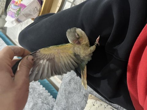 Full evcil turkuaz konur 5 aylık