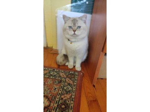 2 yaş erkek british shorthair sahiplendirilecektir