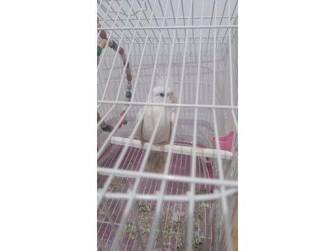 Konuşan evcil sultan papağanı