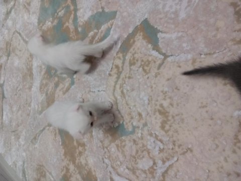 Scottish fold yavru