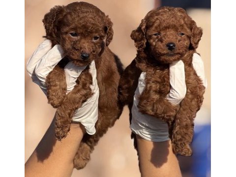 Toypoodle sevimli yavrular 